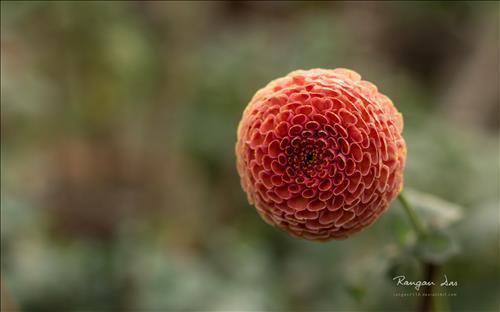 Garden Glimpses3